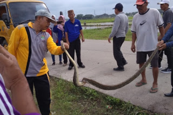 Kerja Bakti di Desa Koper Kresek Tangerang, Kades dan Warga Temukan Ular Sanca 2 Meter Lebih